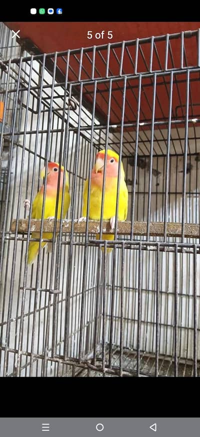 love birds pair