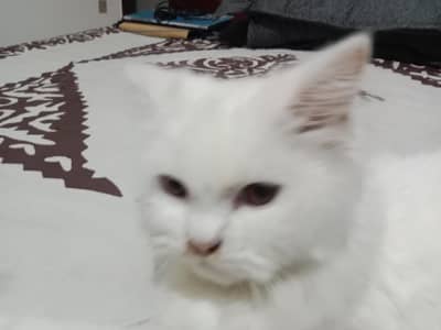 male cat sale