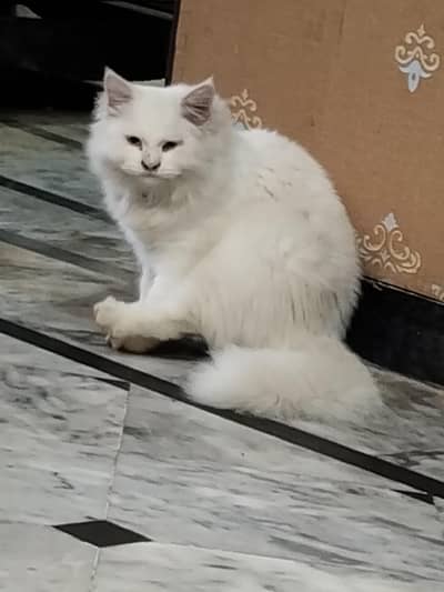 Persian Cat odd eyes tripple coated