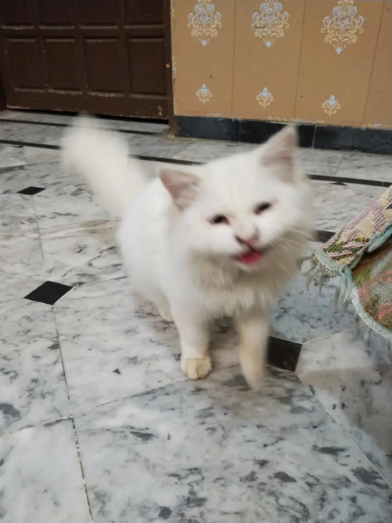 Persian Cat odd eyes tripple coated — photo 2