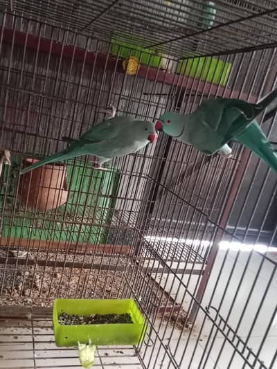 blue breeder pair 100 percent confirm available all ok