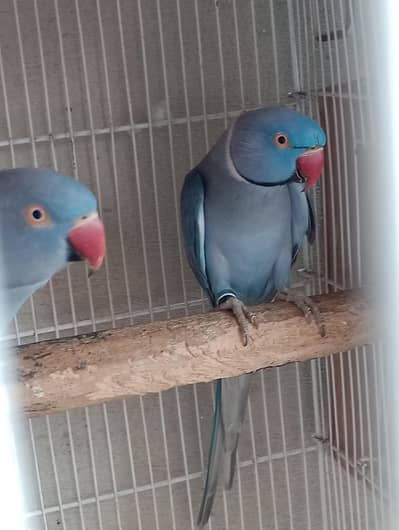 voliet breeder pair raw or green chick conure