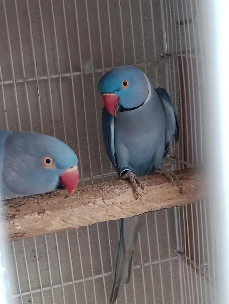 voliet breeder pair raw or green chick conure — photo 2