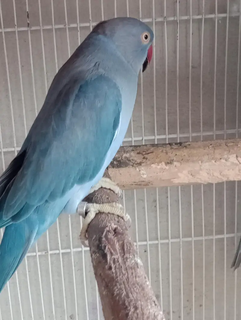 voliet breeder pair raw or green chick conure — photo 3
