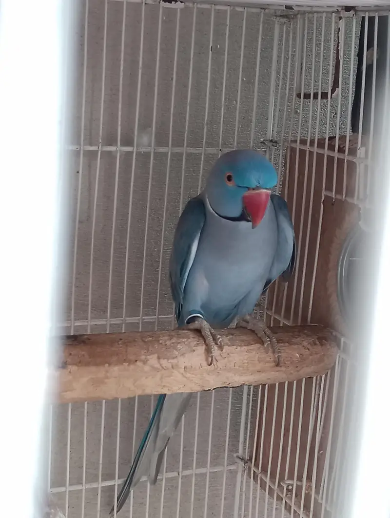 voliet breeder pair raw or green chick conure — photo 4