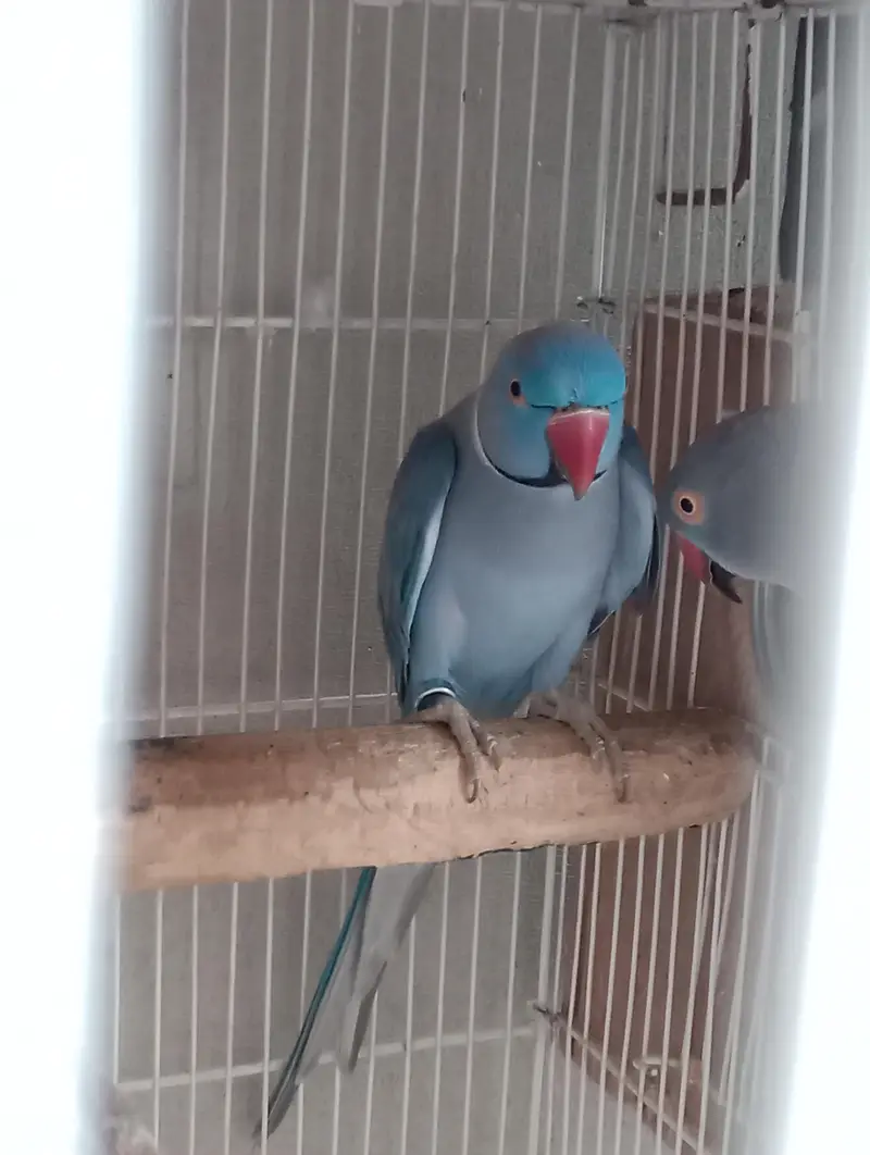voliet breeder pair raw or green chick conure — photo 5