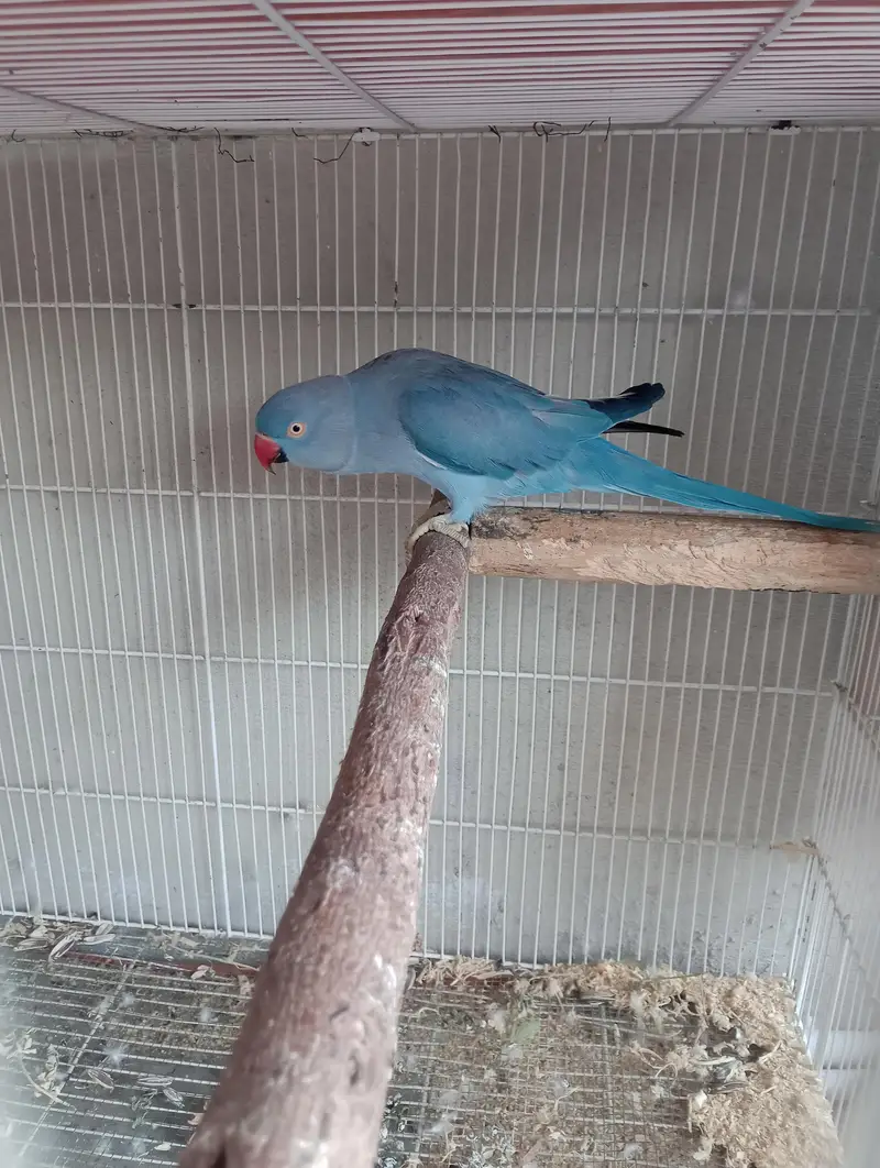 voliet breeder pair raw or green chick conure — photo 6