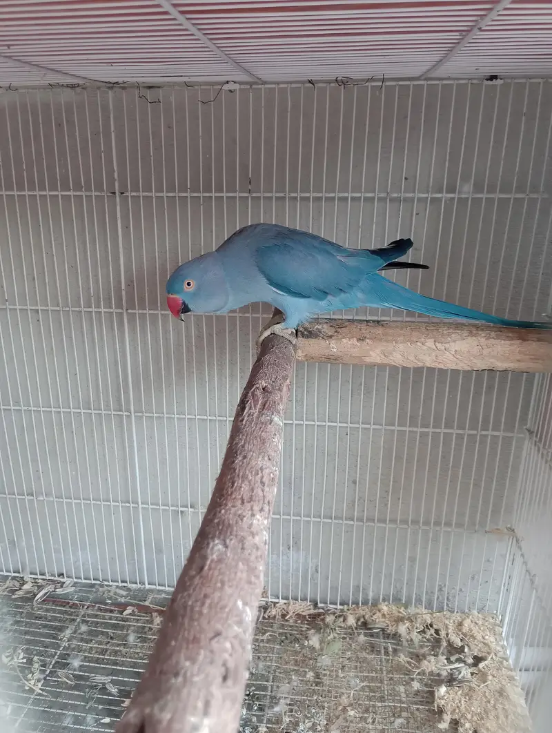 voliet breeder pair raw or green chick conure — photo 7