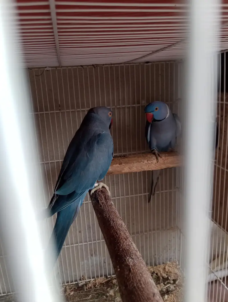 voliet breeder pair raw or green chick conure — photo 8