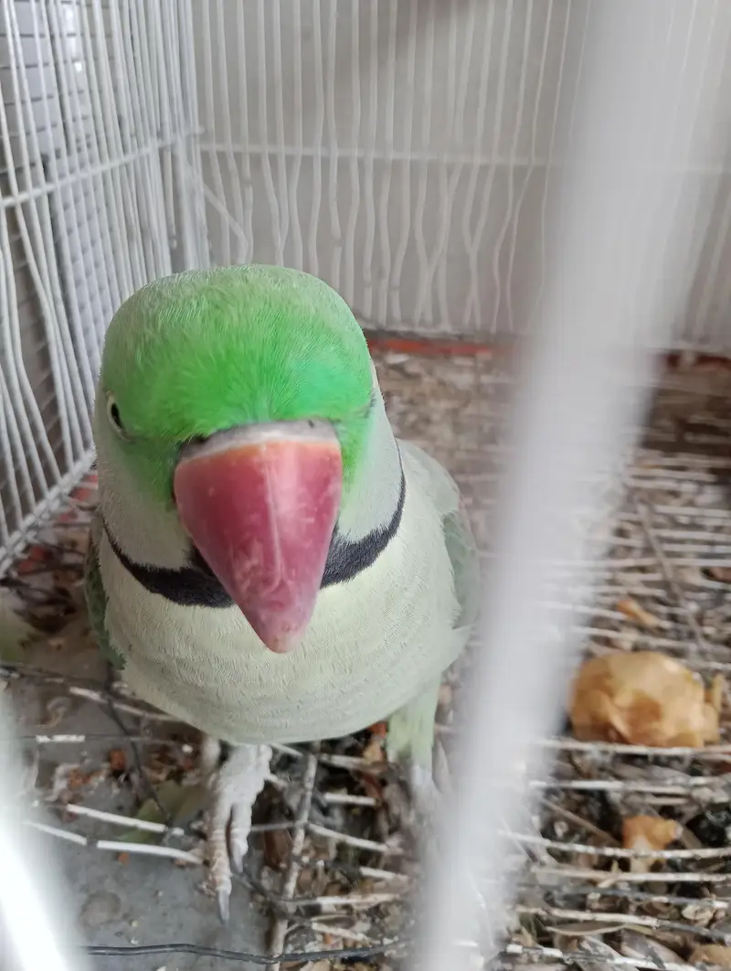 voliet breeder pair raw or green chick conure — photo 9