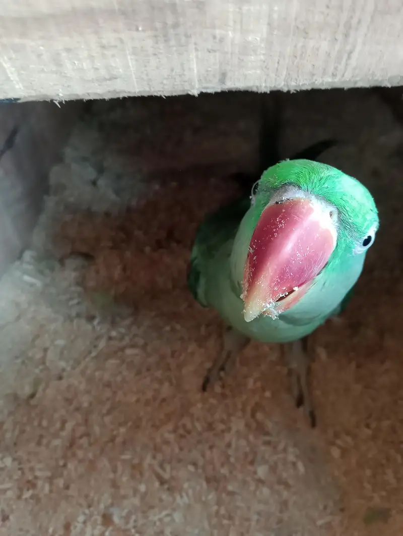 voliet breeder pair raw or green chick conure — photo 10