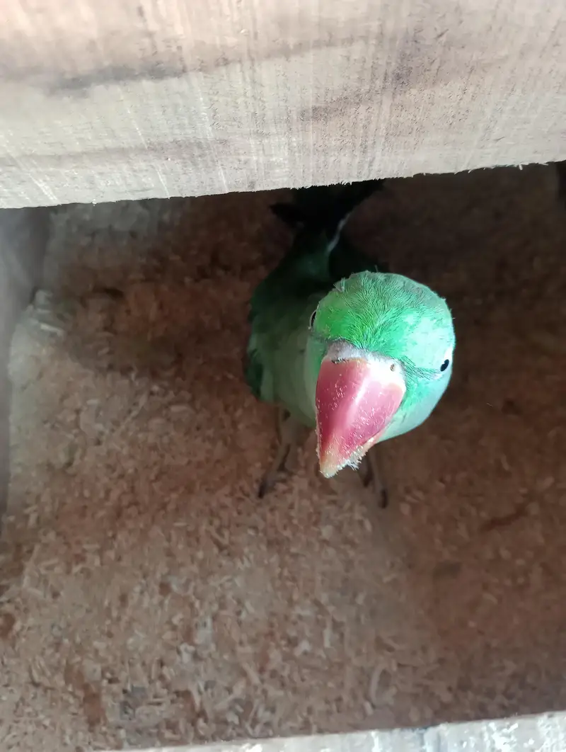 voliet breeder pair raw or green chick conure — photo 11