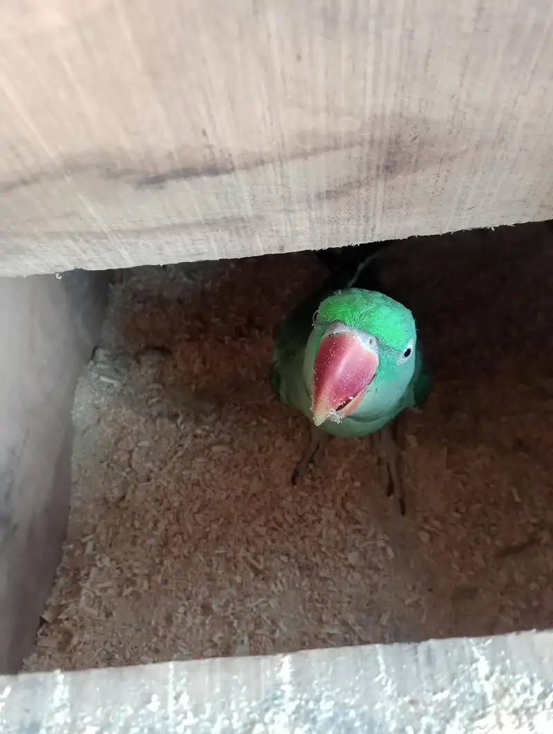 voliet breeder pair raw or green chick conure — photo 12