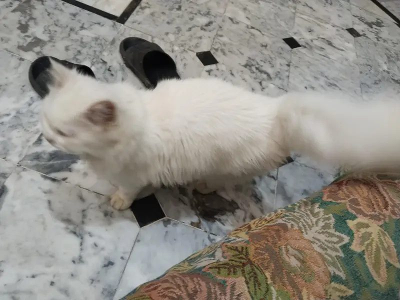 Persian Cat odd eyes tripple coated — photo 3