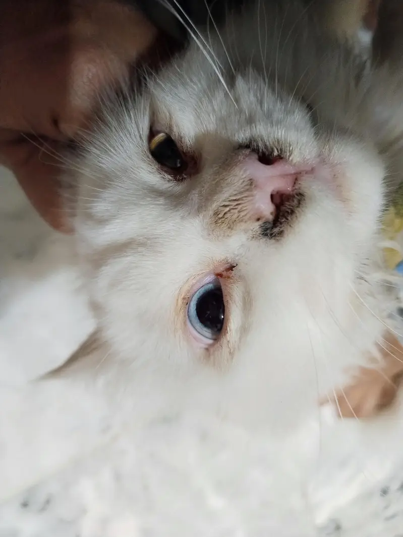 Persian Cat odd eyes tripple coated — photo 4