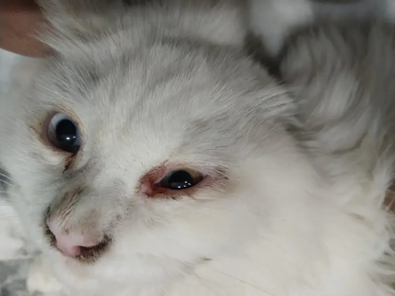 Persian Cat odd eyes tripple coated — photo 5