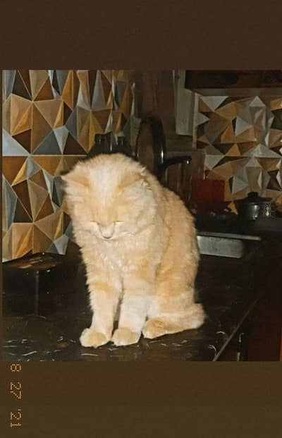 Persian triple coat cat
