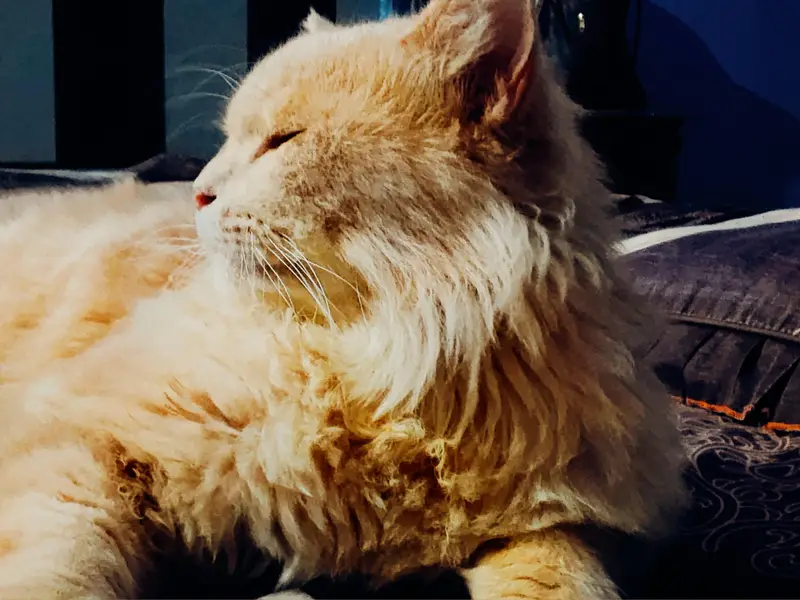 Persian triple coat cat — photo 2