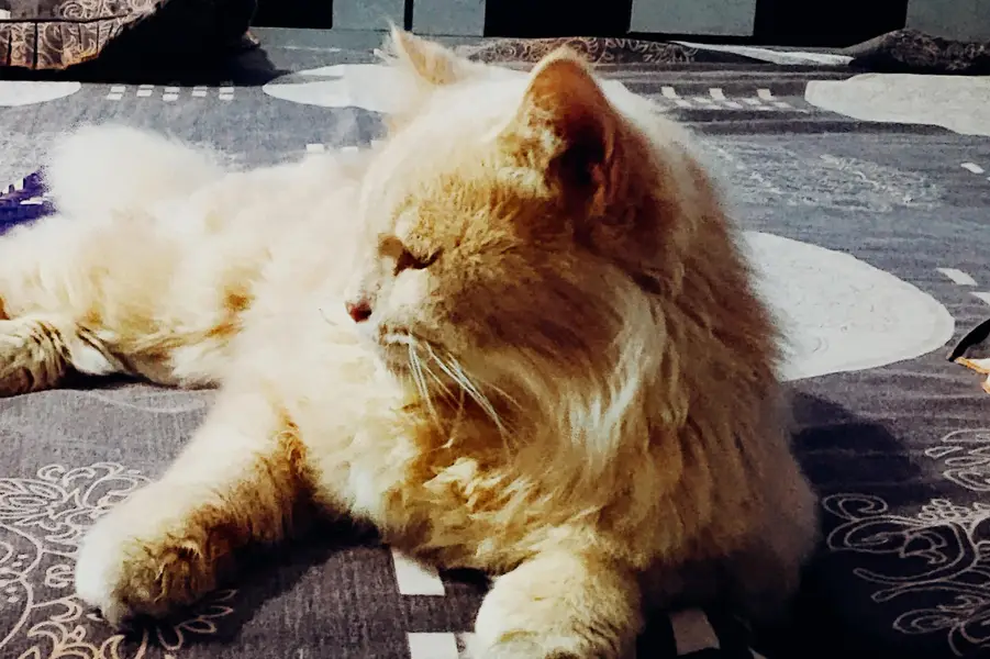 Persian triple coat cat — photo 3