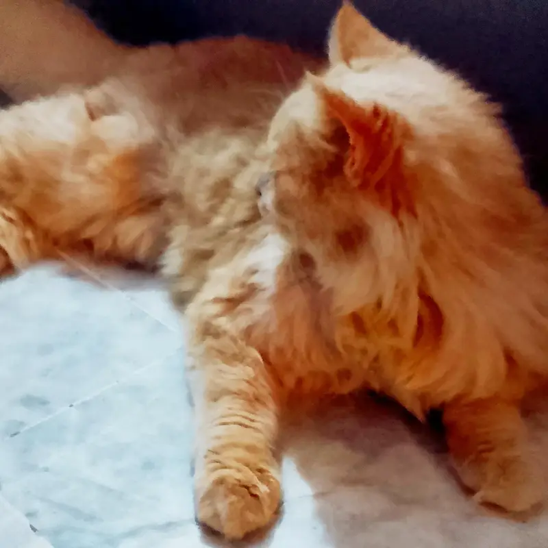 Persian triple coat cat — photo 4