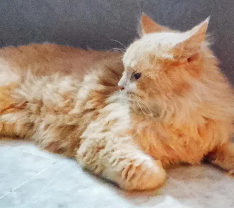 Persian triple coat cat — photo 5