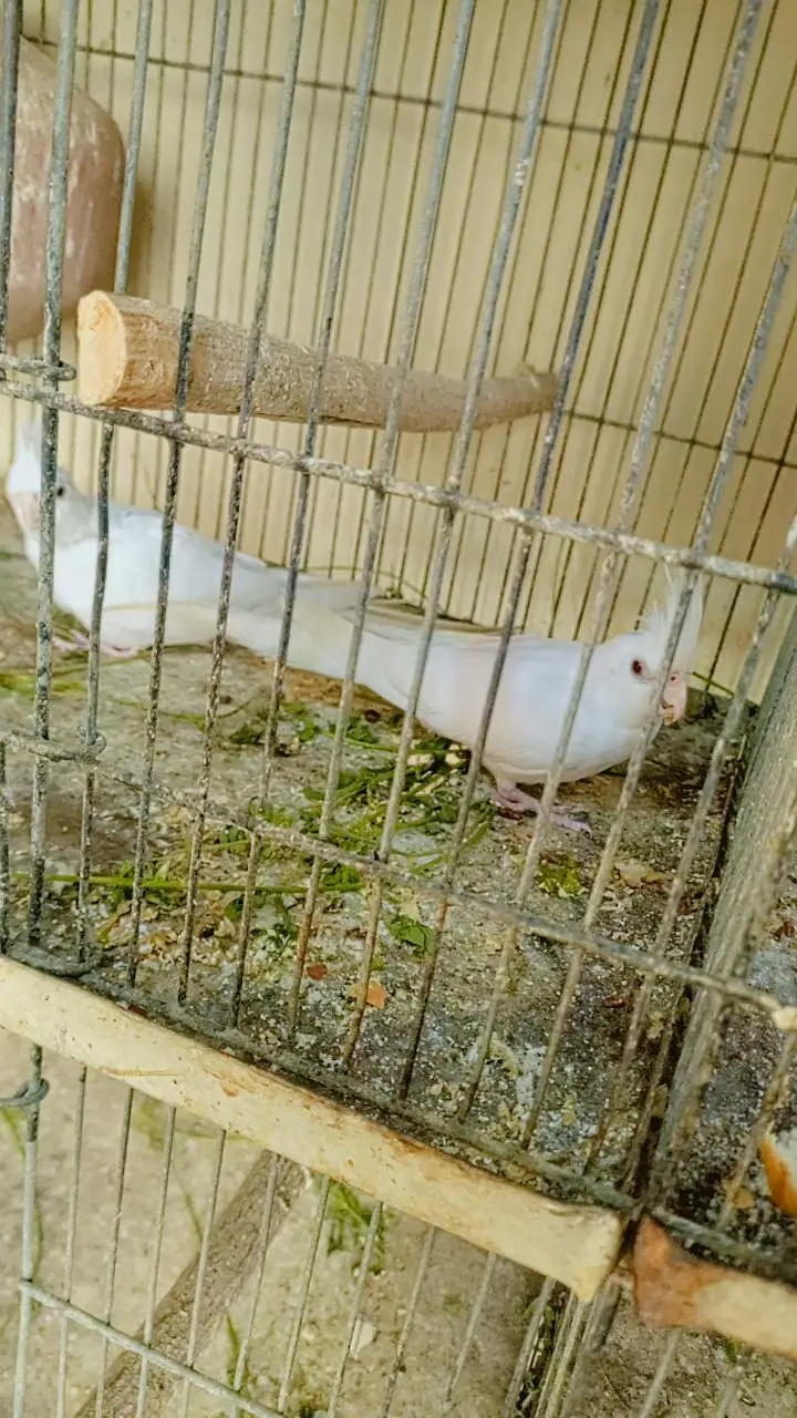 Eno red eyecocktail ready to breed pair — photo 2
