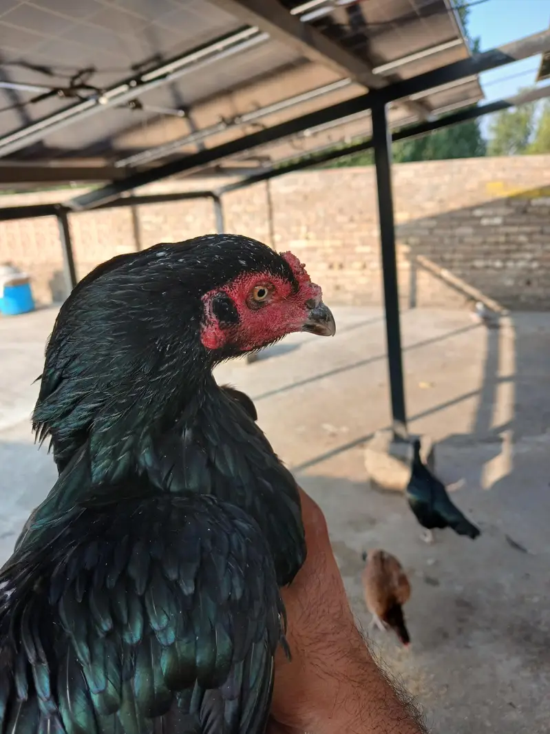 2 mushki females — photo 2