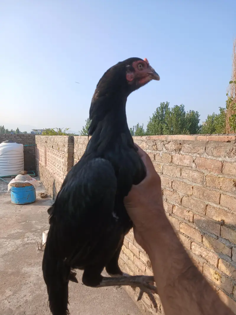 2 mushki females — photo 4