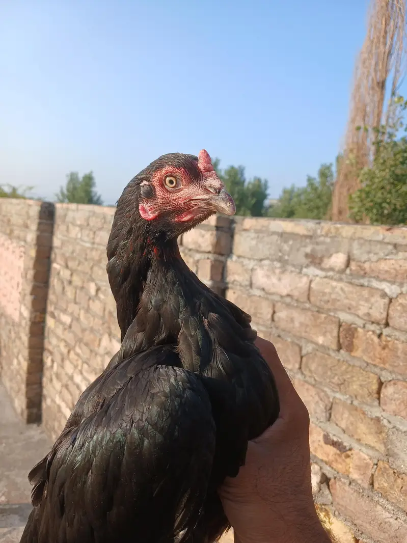 2 mushki females — photo 6