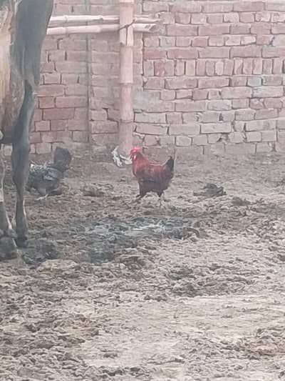 Desi murghian gher ki Pali hoi