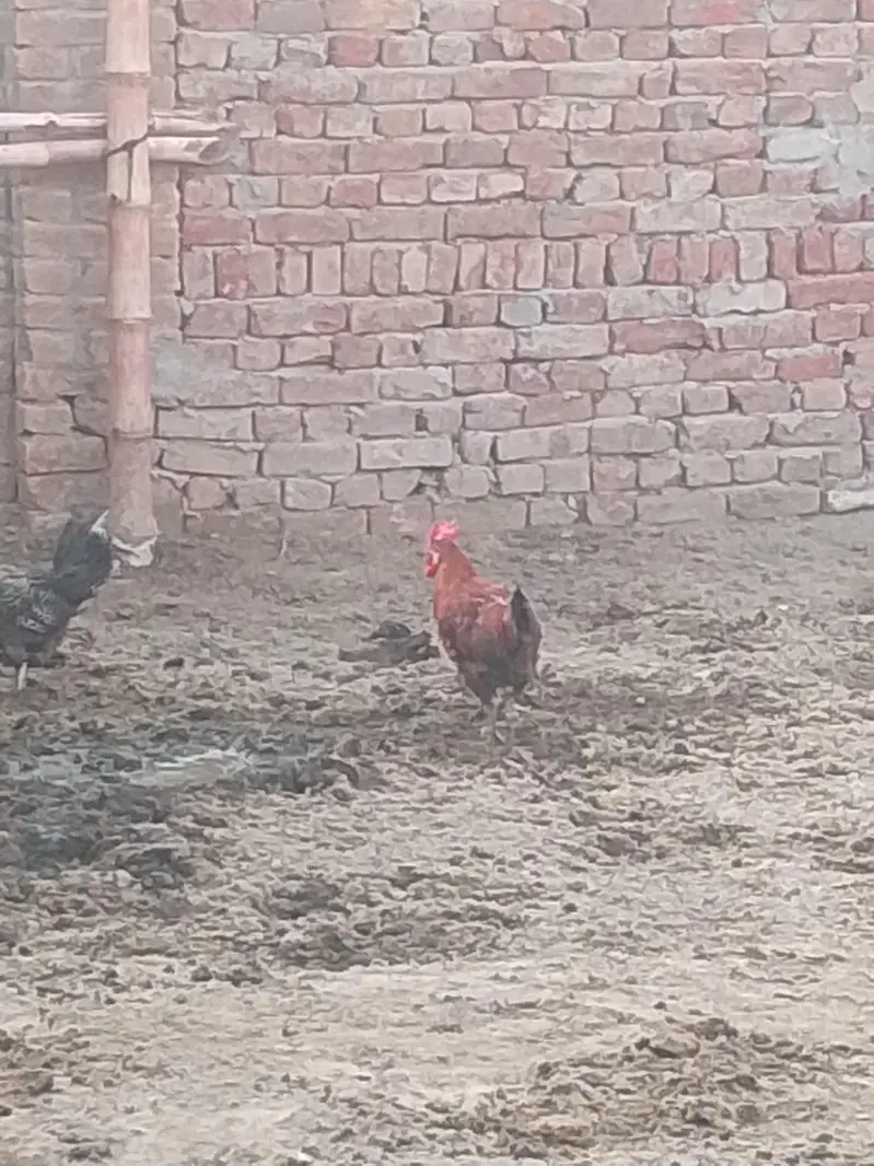 Desi murghian gher ki Pali hoi — photo 2