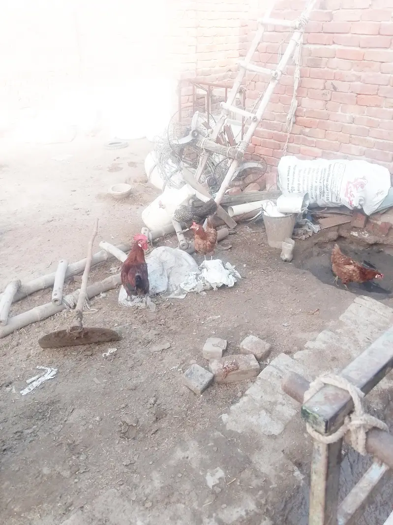 Desi murghian gher ki Pali hoi — photo 3