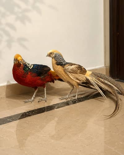 Red Golden & Yellow Golden Male Breeders Pair  For Sale