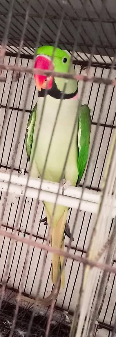 Orignal king size high quality  alaxendrine male