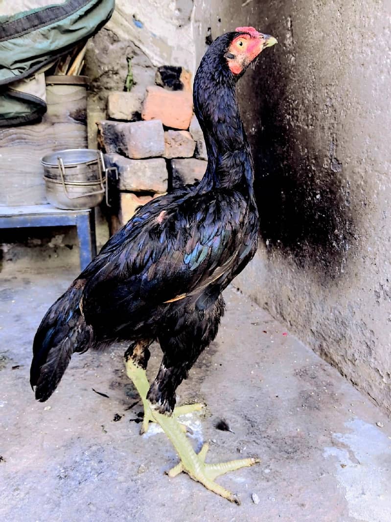 mushka patha 0