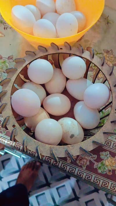 Austrolop fertile eggs