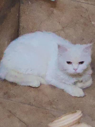 White Persian cat