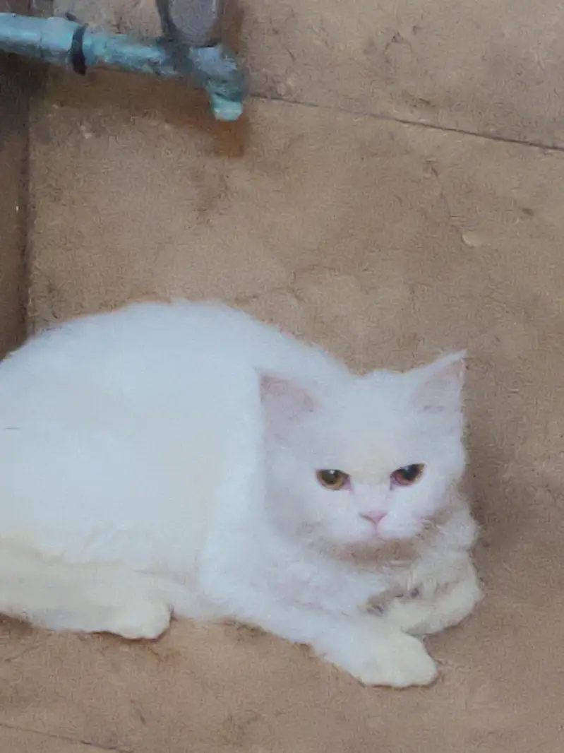 White Persian cat — photo 2
