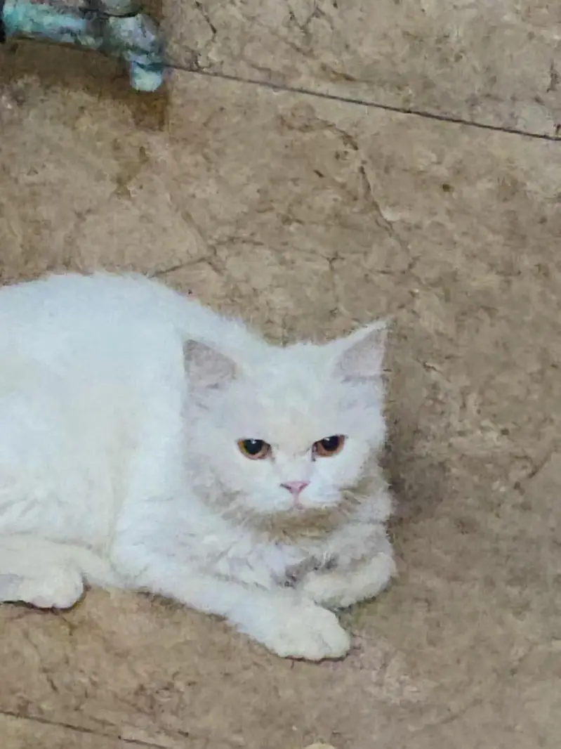 White Persian cat — photo 3
