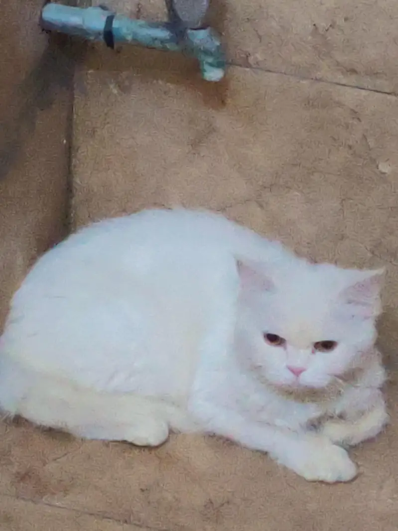 White Persian cat — photo 4