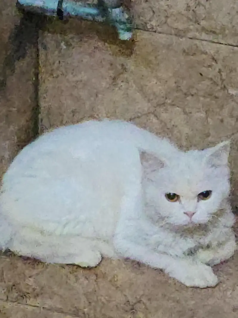 White Persian cat — photo 5