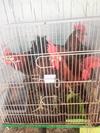 home Breed rooster