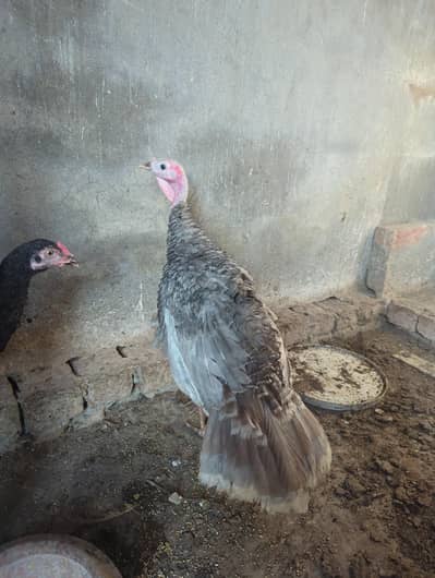 turkey female for sale