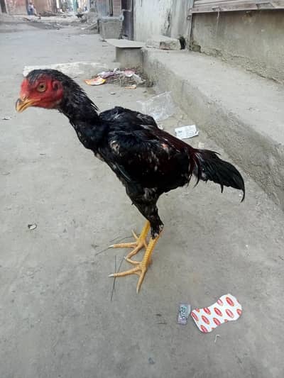 HINT X VIETNAM long hight patha