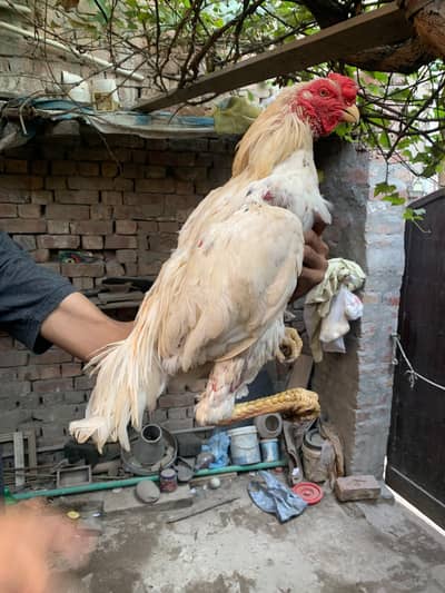 shamo pair for sale