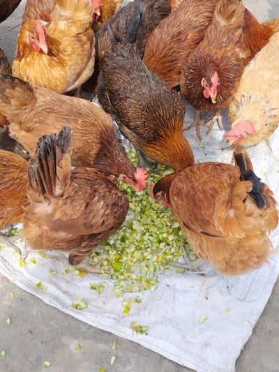 house hens for sale