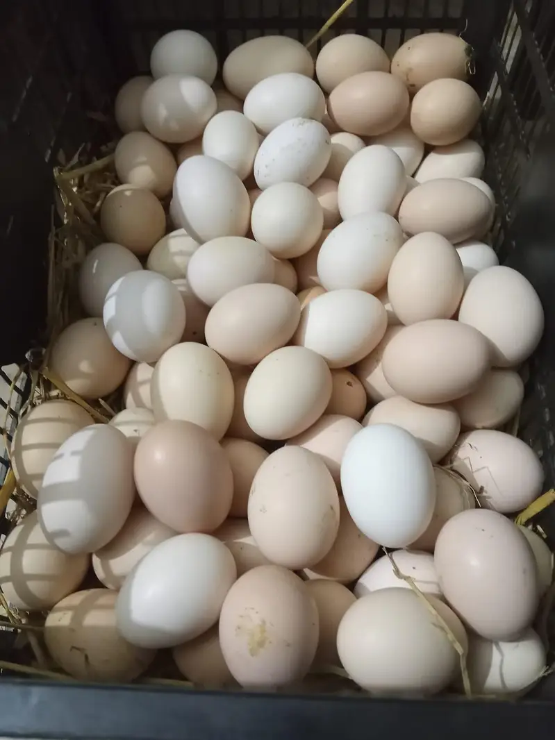house hens for sale — photo 5