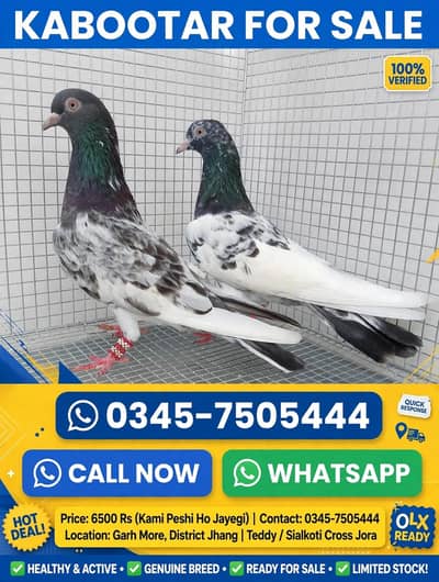 Taddy breeder pair (High_flyer) location Garh More zila jhang
