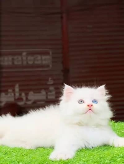 Persian cat available for sale