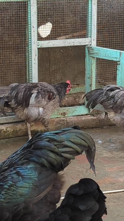 australorp roosters